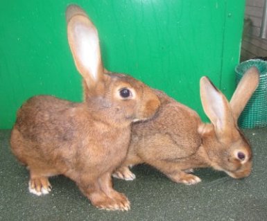 Belgian Hares For Sale